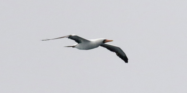 Masked Booby